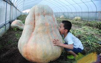 安徽网红地下室吃瓜,安徽“吃瓜”现象背后的故事 第2张 安徽网红地下室吃瓜,安徽“吃瓜”现象背后的故事 第2张